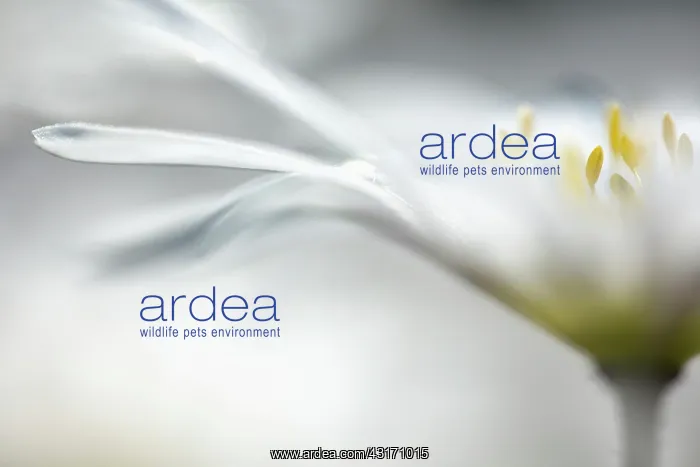 : Winter windflower White Splendour, Anemone, Anemone : Winter windflower White Splendour, Anemone, Anemone