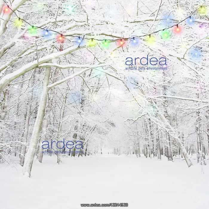 : Winter woodland with snow and Christmas lights Digital Mani : Winter woodland with snow and Christmas lights Digital Mani