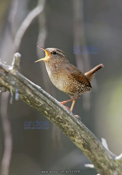 : Winter Wren - Spring : Winter Wren - Spring