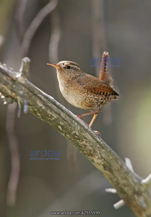 : Winter Wren - Spring : Winter Wren - Spring