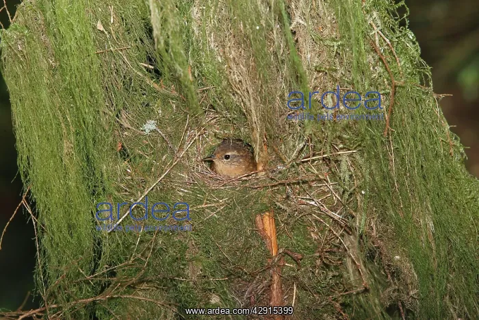 : Winter Wren - Western form in the Temperate rainforest : Winter Wren - Western form in the Temperate rainforest