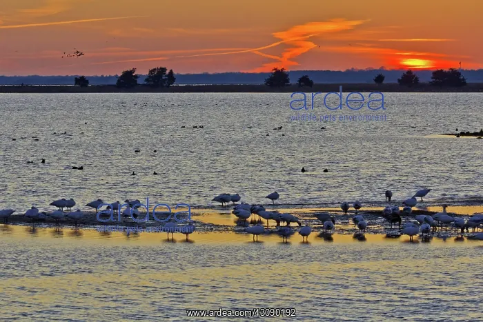 : Wintering Snow Geese : Wintering Snow Geese