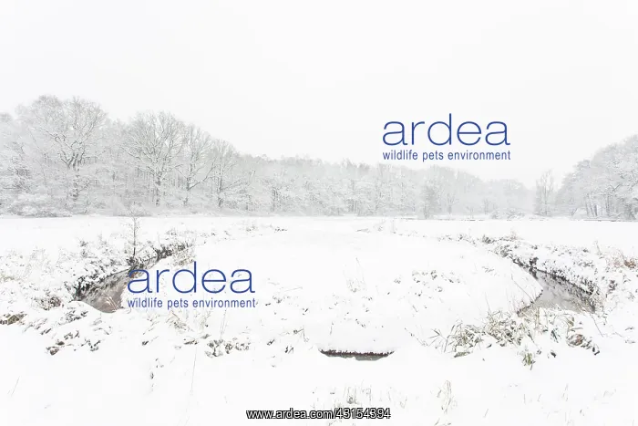 : Winterlandscape with meander through meadowland : Winterlandscape with meander through meadowland