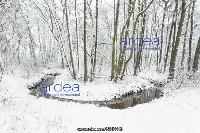 : Winterlandscape with meander through woods : Winterlandscape with meander through woods