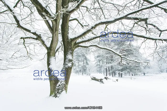 : Winterlandscape with prehistoric dolmen covered with snow : Winterlandscape with prehistoric dolmen covered with snow