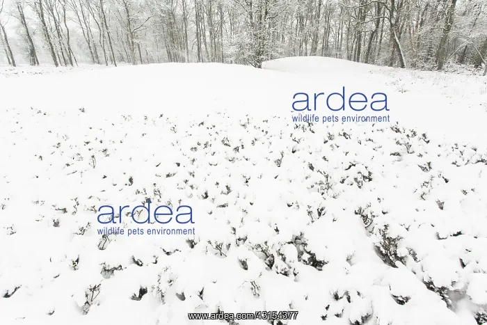  : Winterlandscape with snow covered prehistoric burial mounds