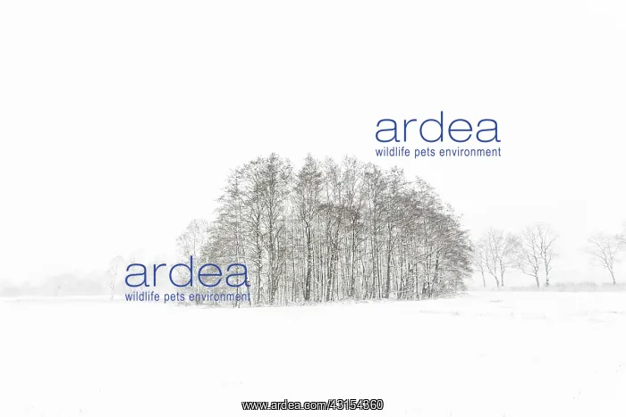 : Winterlandscape with trees : Winterlandscape with trees