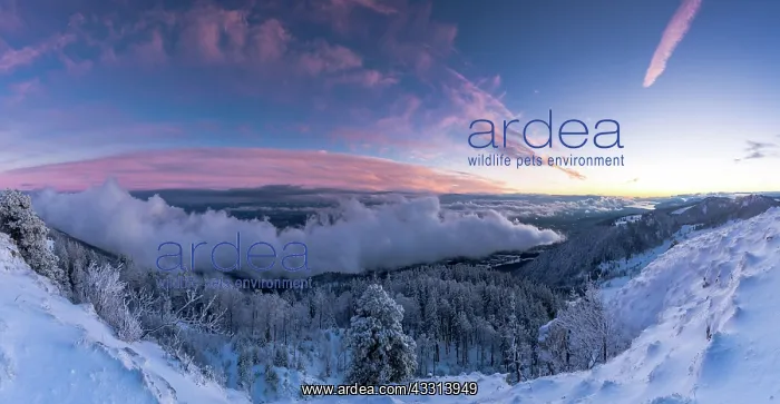 : Winterliche Abendstimmung uber dem Mittelland, von : Winterliche Abendstimmung uber dem Mittelland, von