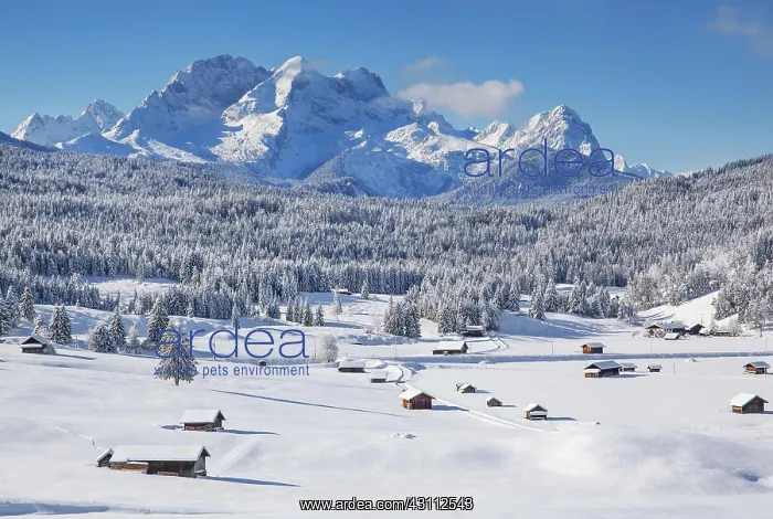  : Winterly hummock meadows with Zugspitze group in