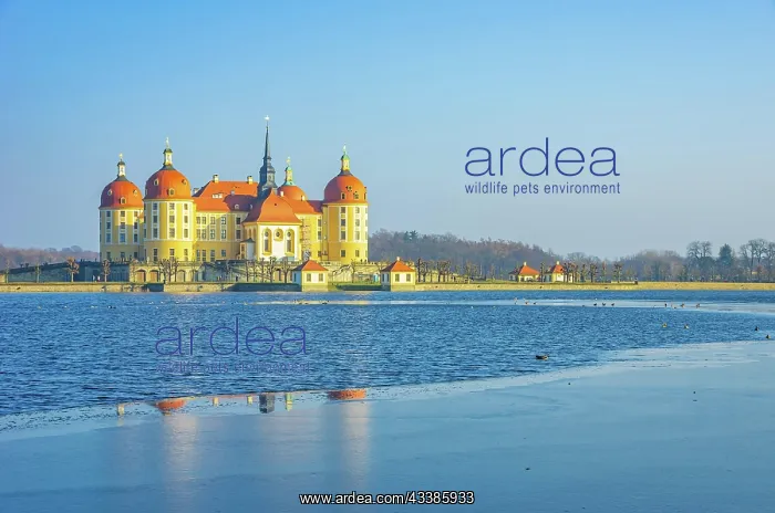 : Winterly Moritzburg Castle from the northwest, surrounded : Winterly Moritzburg Castle from the northwest, surrounded