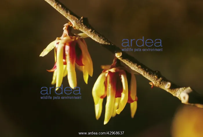 : Wintersweet : Wintersweet