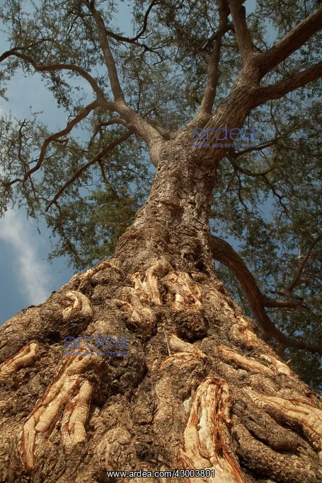 : Winterthorn Tree damage to bark from African Elephants : Winterthorn Tree damage to bark from African Elephants