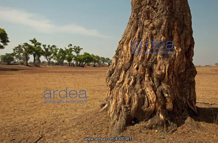 : Winterthorn Tree damage to bark from African Elephants : Winterthorn Tree damage to bark from African Elephants