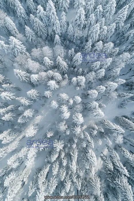: Winterwald, Ratenpass, Canton Zug, Switzerland : Winterwald, Ratenpass, Canton Zug, Switzerland