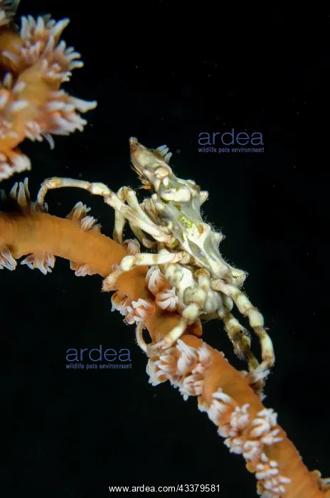 : Wire Coral Crab : Wire Coral Crab