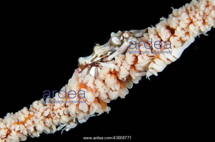 : Wire Coral Crab with Anker's Whip Coral Shrimp (Pontonides : Wire Coral Crab with Anker's Whip Coral Shrimp (Pontonides