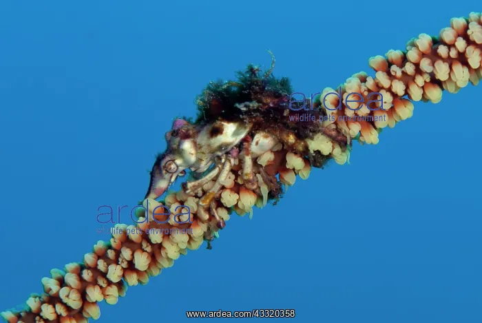 : Wire Coral Crab - on Black Wire Coral : Wire Coral Crab - on Black Wire Coral