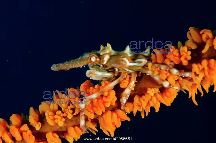 : Wire Coral Crab on Whip Coral (Alcyonacea Order) : Wire Coral Crab on Whip Coral (Alcyonacea Order)