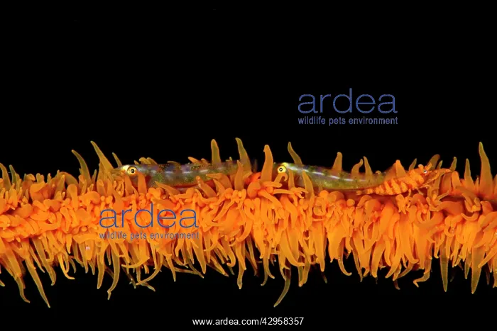 : Two Wire Coral Gobies and a Zanzibar Shrimp (Dasycaris : Two Wire Coral Gobies and a Zanzibar Shrimp (Dasycaris