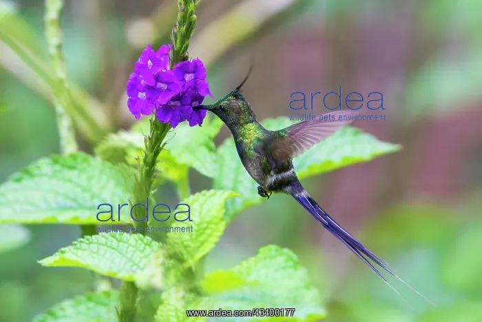 : Wire-crested thorntail foraging in the forest of : Wire-crested thorntail foraging in the forest of
