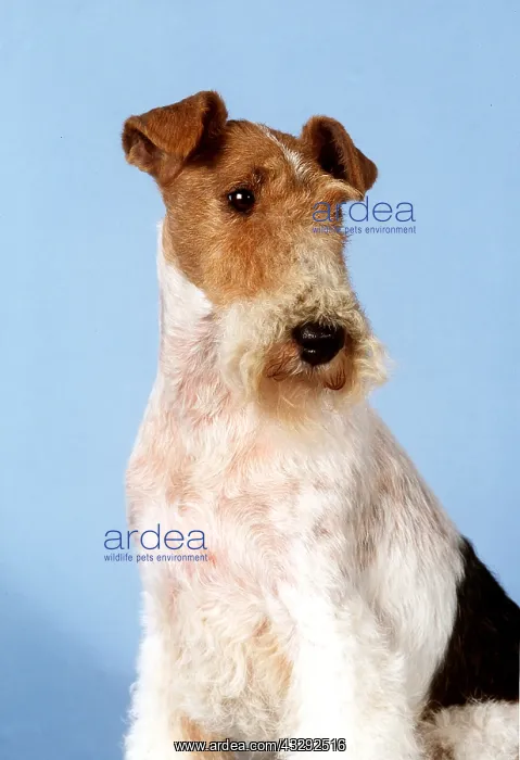 : WIRE FOX TERRIER DOG : WIRE FOX TERRIER DOG