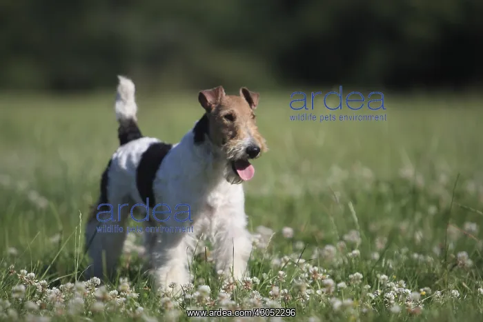 : Wire Fox terrier in a meadow France : Wire Fox terrier in a meadow France