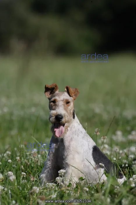 : Wire Fox terrier sitting in clovers France : Wire Fox terrier sitting in clovers France