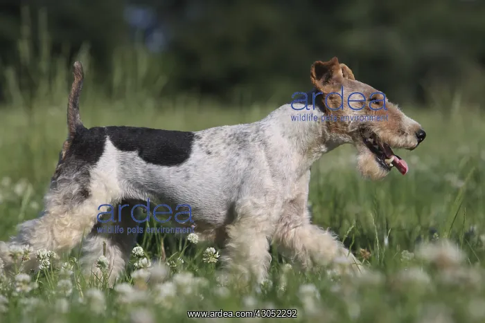  : Wire Fox terrier walking in a meadow France