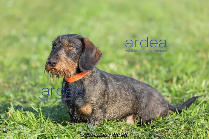 : Wire-haired Dachshund - adult dog on a meadow - : Wire-haired Dachshund - adult dog on a meadow -
