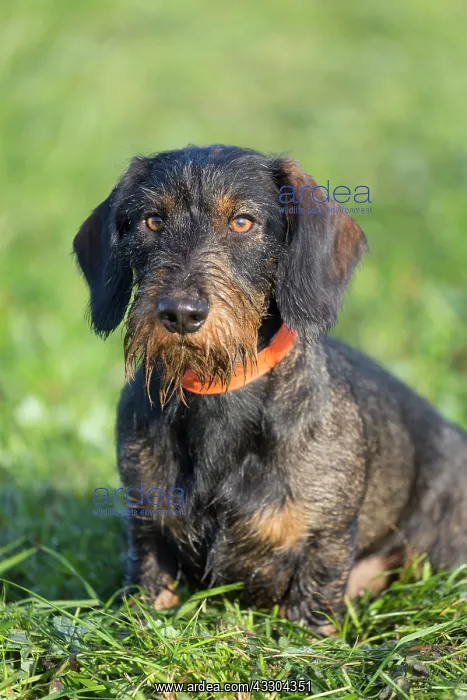 : Wire-haired Dachshund - adult dog on a meadow - : Wire-haired Dachshund - adult dog on a meadow -