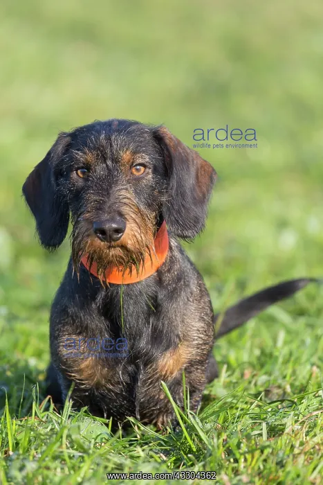 : Wire-haired Dachshund - adult dog on a meadow - : Wire-haired Dachshund - adult dog on a meadow -