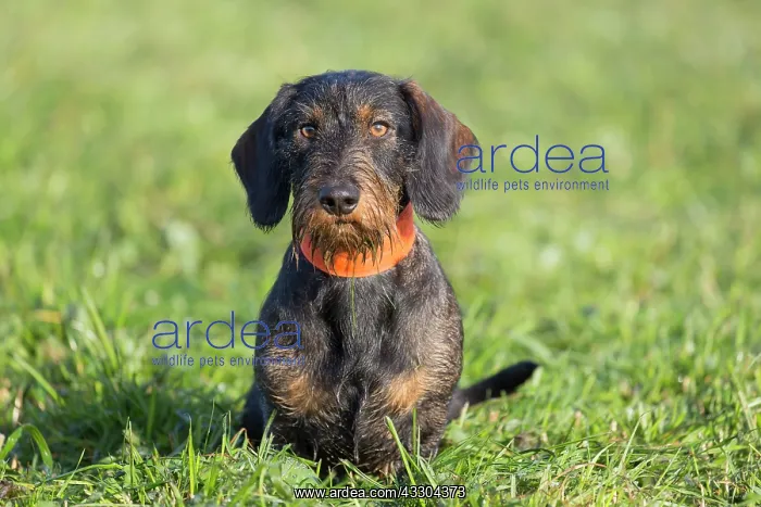 : Wire-haired Dachshund - adult dog on a meadow - : Wire-haired Dachshund - adult dog on a meadow -