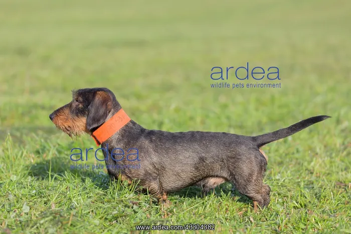 : Wire-haired Dachshund - adult dog on a meadow - : Wire-haired Dachshund - adult dog on a meadow -