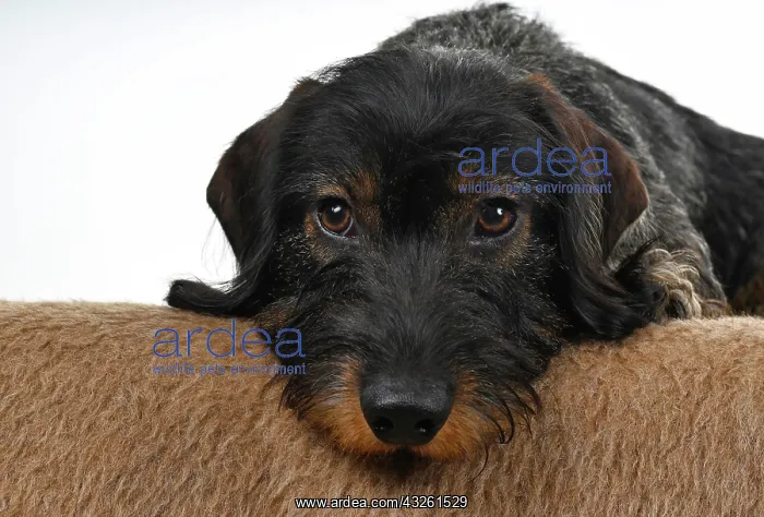  : Wire-haired dachshund (Canis lupus familiaris) puppy