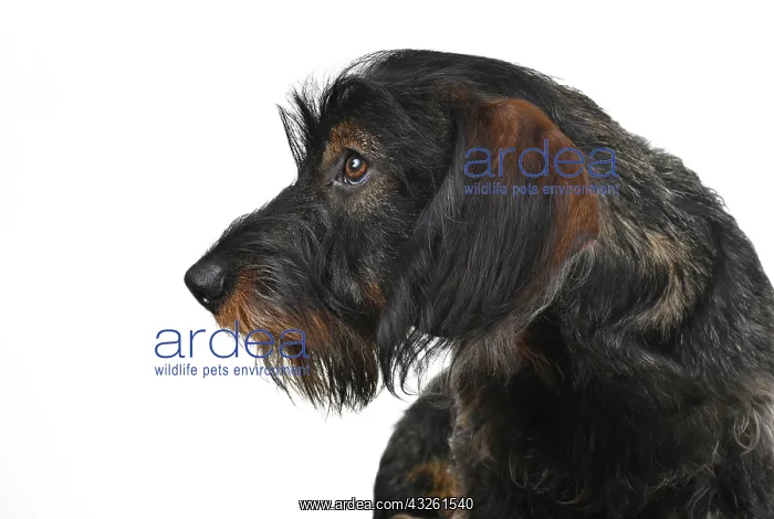 : Wire-haired dachshund (Canis lupus familiaris) puppy : Wire-haired dachshund (Canis lupus familiaris) puppy
