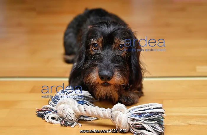 : Wire-haired dachshund (Canis lupus familiaris) puppy : Wire-haired dachshund (Canis lupus familiaris) puppy