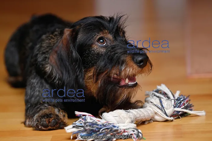 : Wire-haired dachshund (Canis lupus familiaris) puppy : Wire-haired dachshund (Canis lupus familiaris) puppy