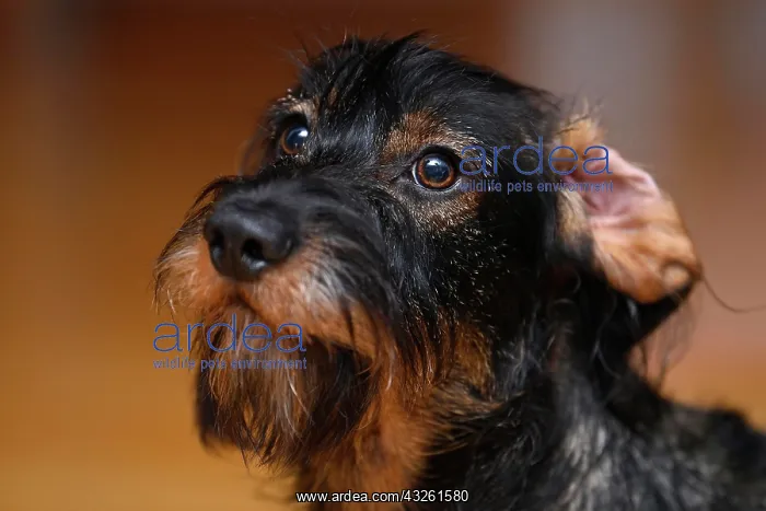 : Wire-haired dachshund (Canis lupus familiaris) puppy : Wire-haired dachshund (Canis lupus familiaris) puppy