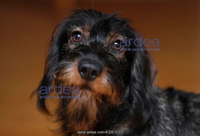 : Wire-haired dachshund (Canis lupus familiaris) puppy : Wire-haired dachshund (Canis lupus familiaris) puppy