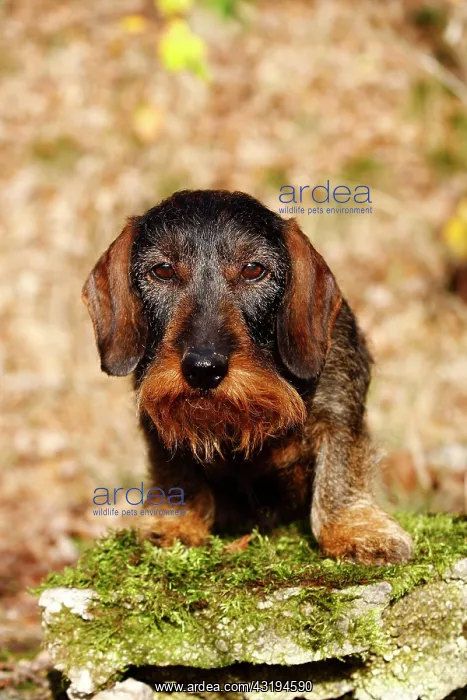  : Wire-haired Dachshund (Canis lupus familiaris) sitting