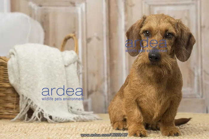 : Wire Haired Dachshund dog indoors : Wire Haired Dachshund dog indoors