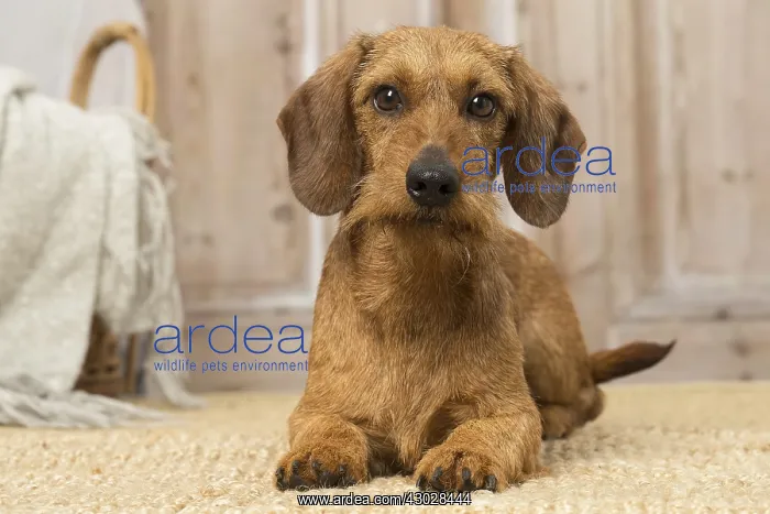 : Wire Haired Dachshund dog indoors : Wire Haired Dachshund dog indoors