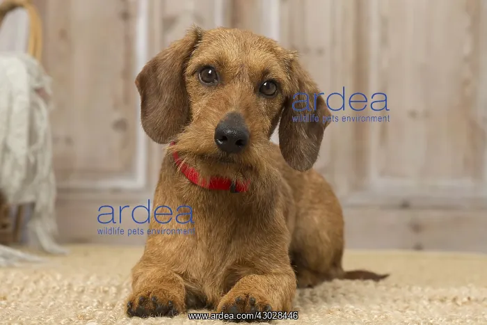: Wire Haired Dachshund dog indoors : Wire Haired Dachshund dog indoors