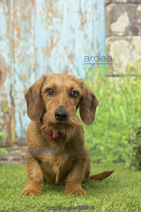: Wire Haired Dachshund dog outdoors : Wire Haired Dachshund dog outdoors