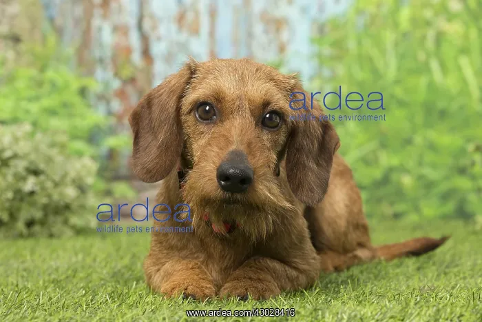 : Wire Haired Dachshund dog outdoors : Wire Haired Dachshund dog outdoors