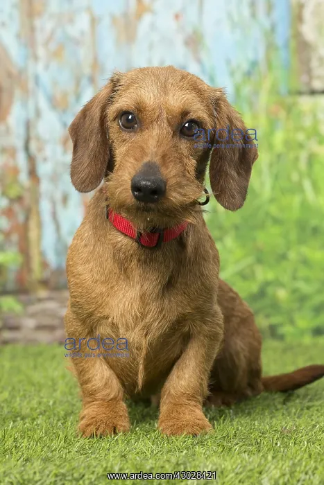 : Wire Haired Dachshund dog outdoors : Wire Haired Dachshund dog outdoors