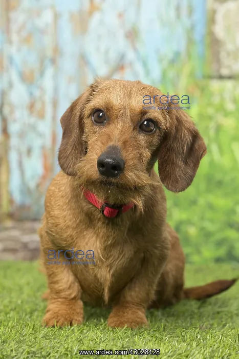 : Wire Haired Dachshund dog outdoors : Wire Haired Dachshund dog outdoors