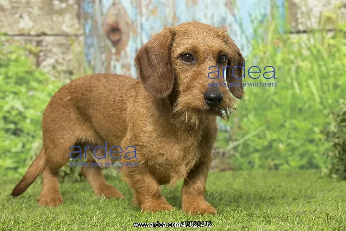 : Wire Haired Dachshund dog outdoors : Wire Haired Dachshund dog outdoors