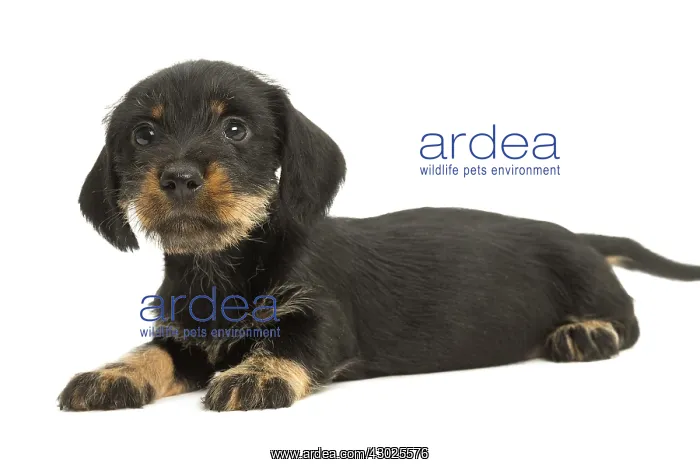 : Wire-haired Dachshund Dog, puppy : Wire-haired Dachshund Dog, puppy