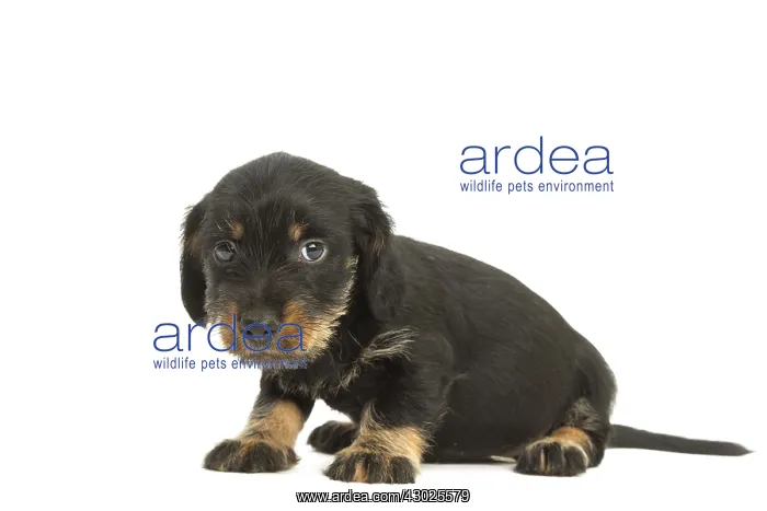 : Wire-haired Dachshund Dog, puppy : Wire-haired Dachshund Dog, puppy